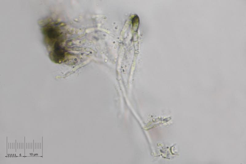 macrostoma