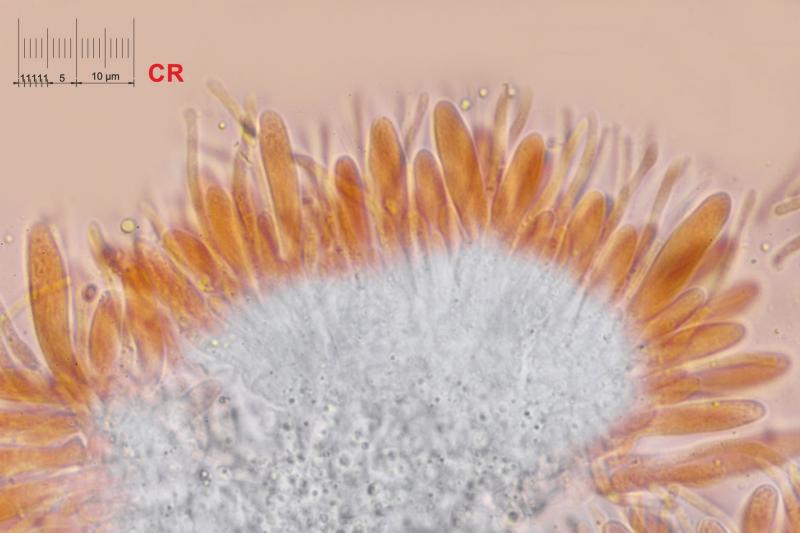 macrostoma