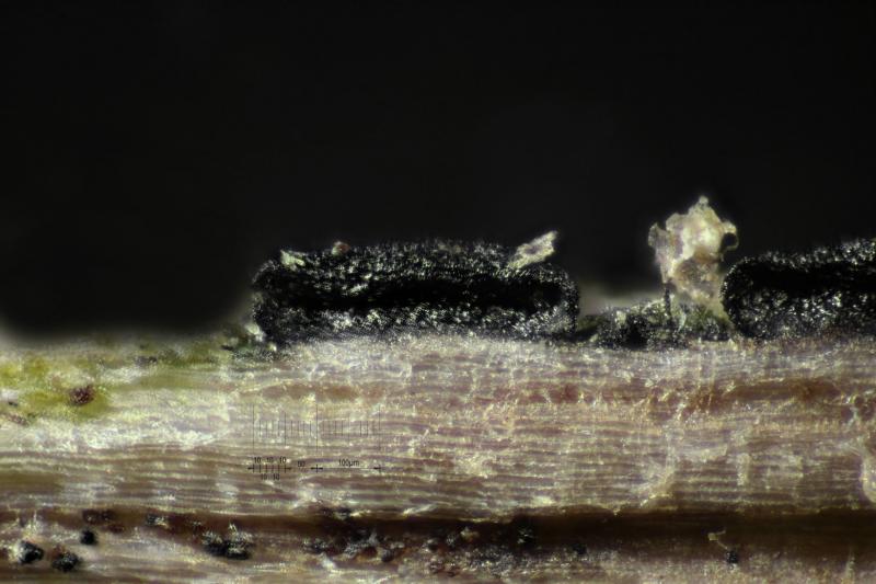macrostoma