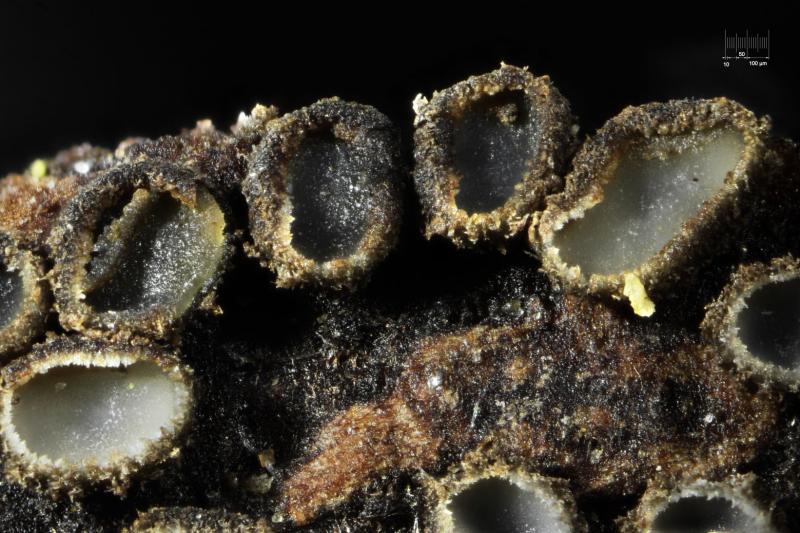 macrostoma