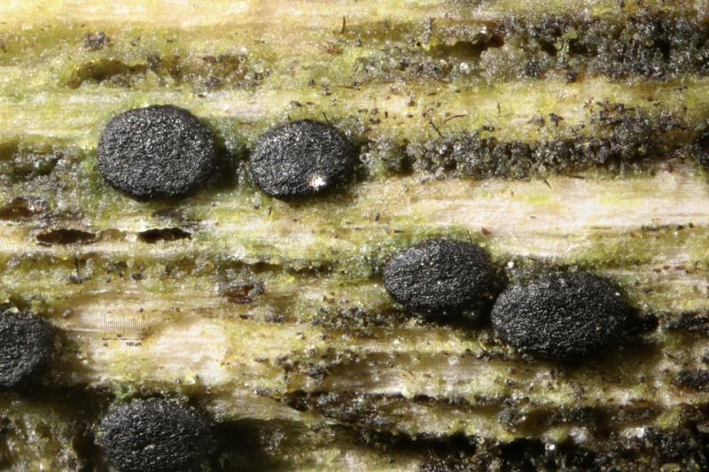 macrostoma