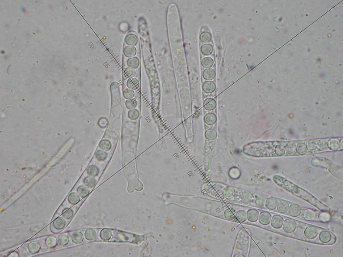 macrostoma