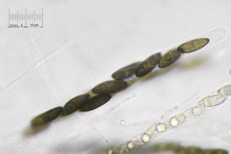 macrostoma
