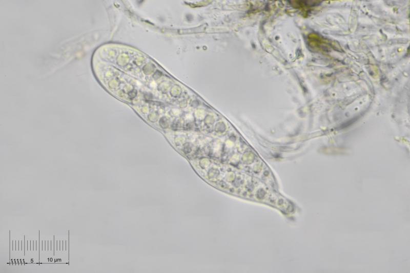 macrostoma