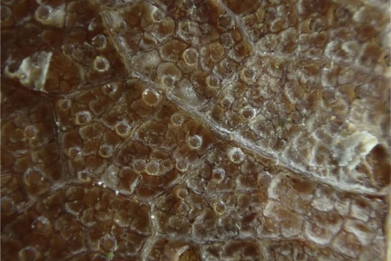 macrostoma