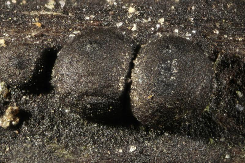 macrostoma