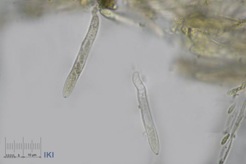 macrostoma