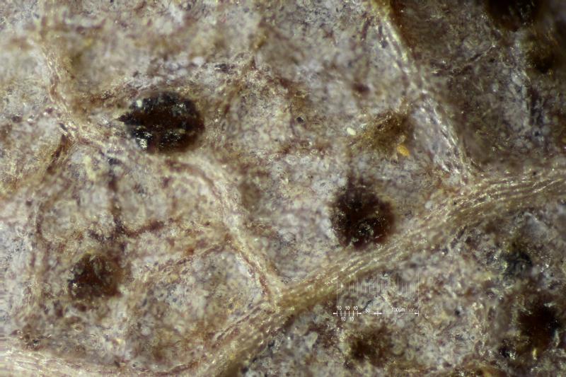 macrostoma