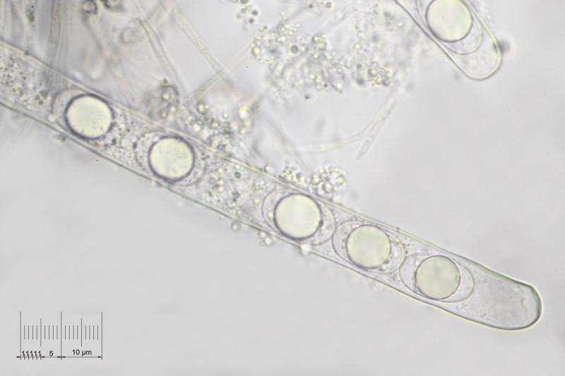 macrostoma