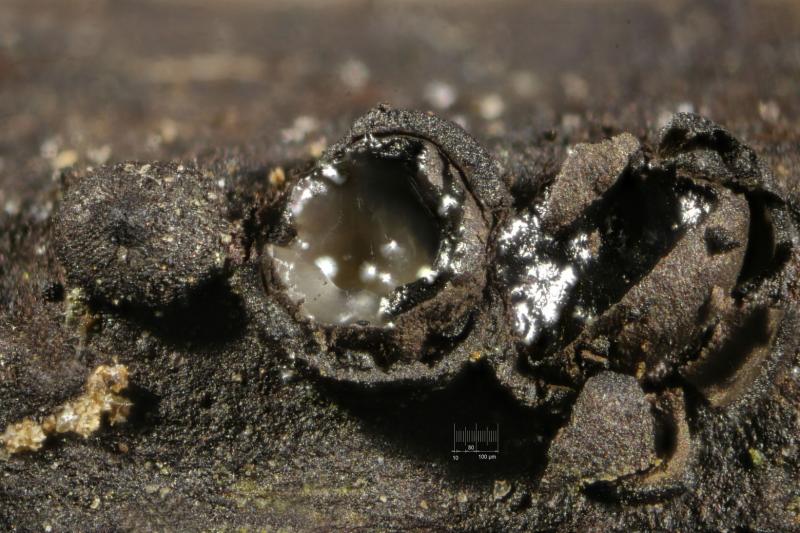 macrostoma