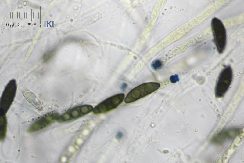 macrostoma