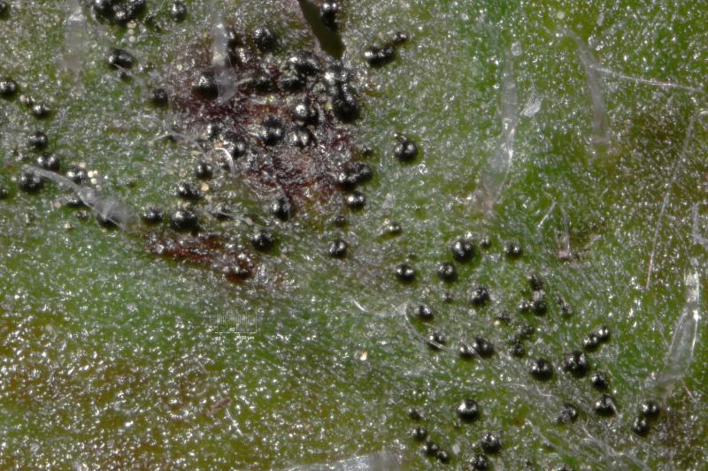 macrostoma