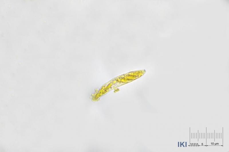 macrostoma