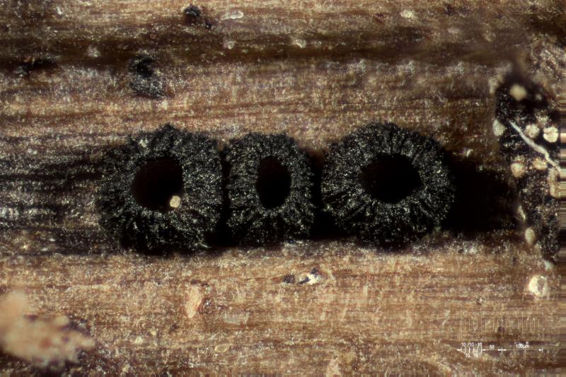 macrostoma