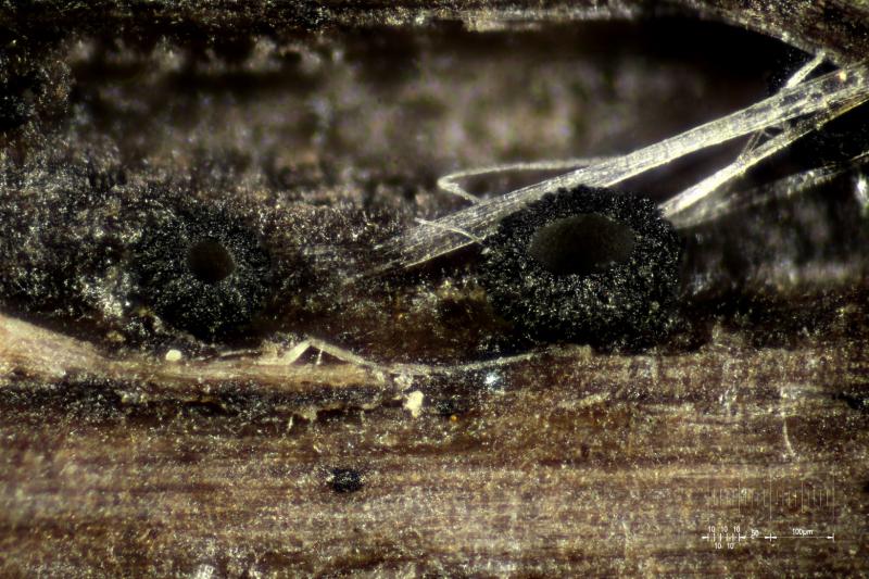 macrostoma
