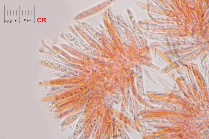 macrostoma