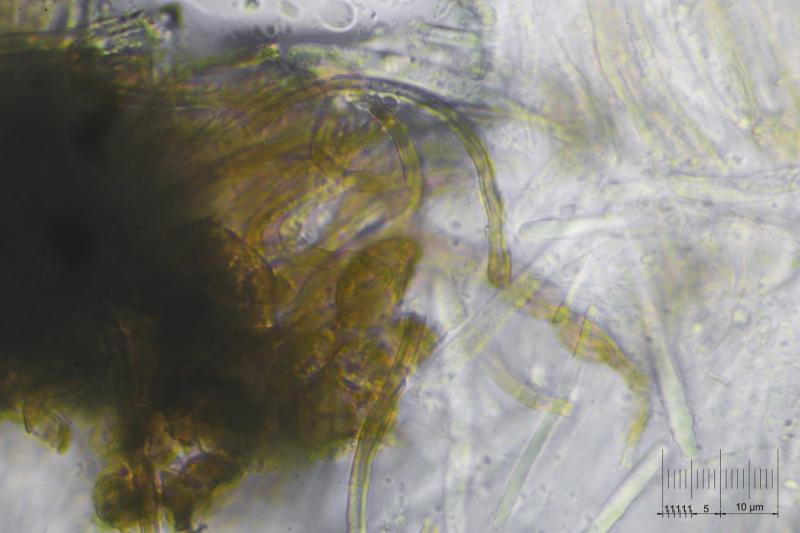 macrostoma
