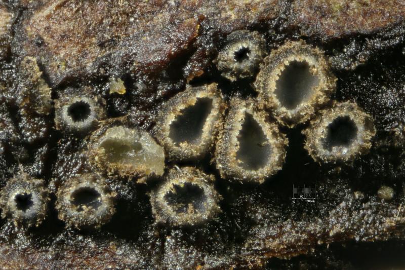 macrostoma