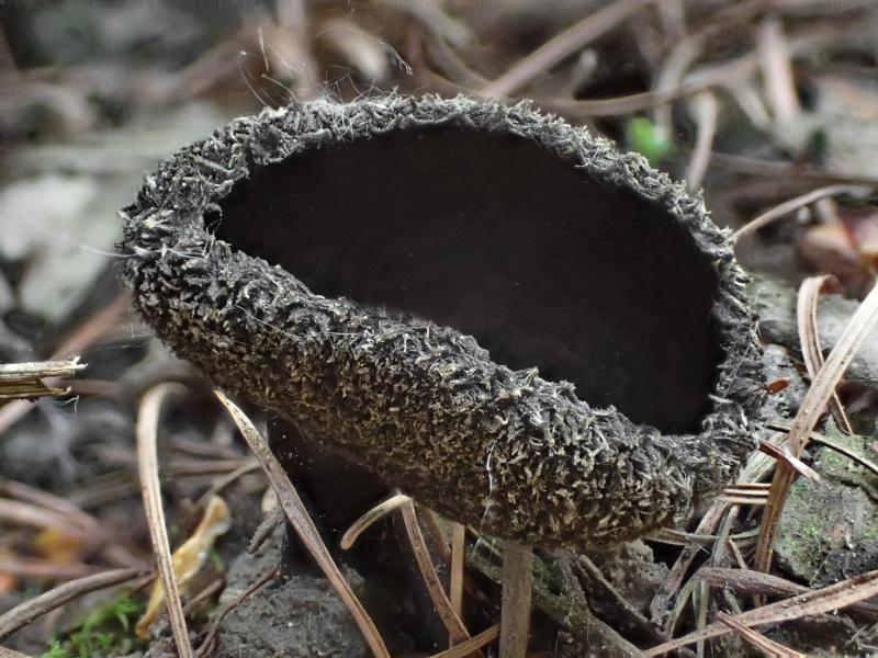 macrostoma