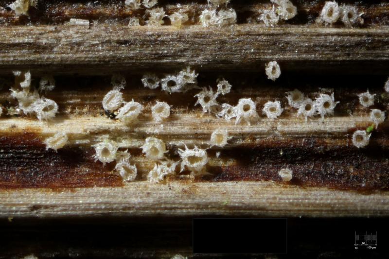 macrostoma
