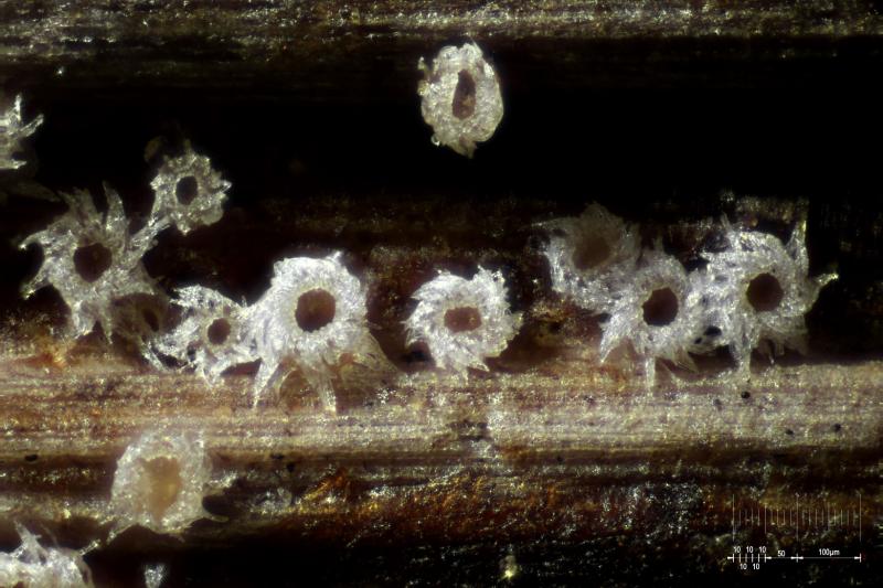 macrostoma
