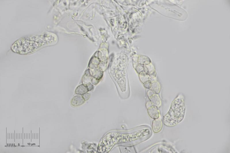 macrostoma