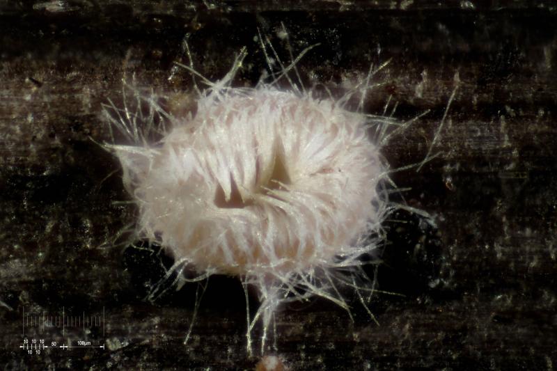 macrostoma