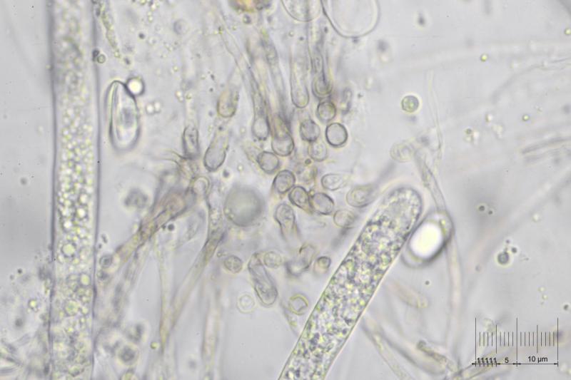 macrostoma