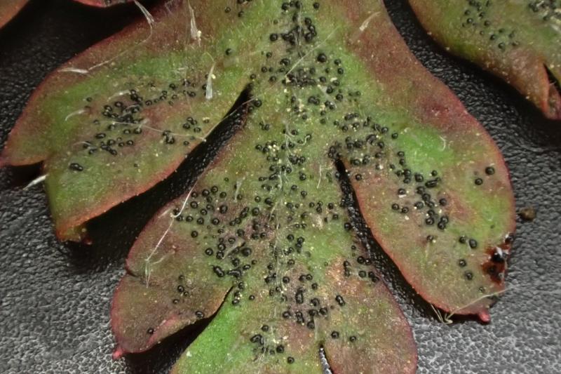 macrostoma