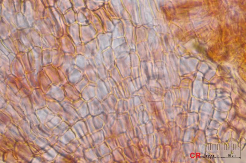 macrostoma