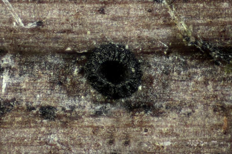 macrostoma