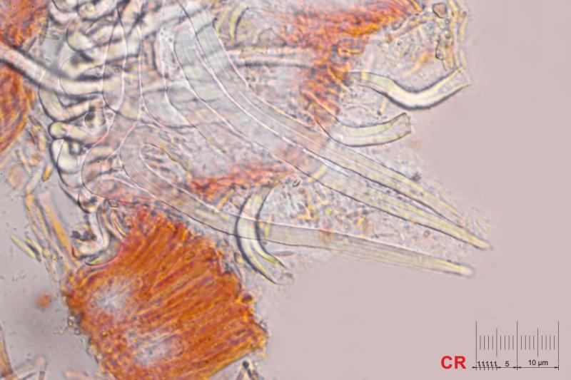 macrostoma