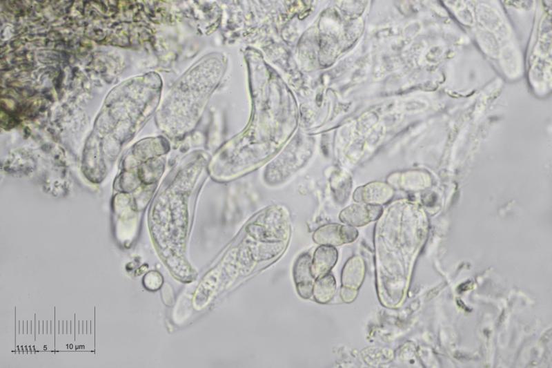 macrostoma