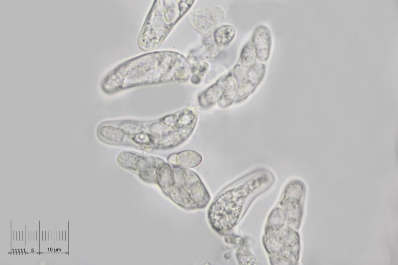 macrostoma