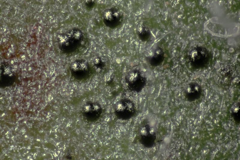 macrostoma