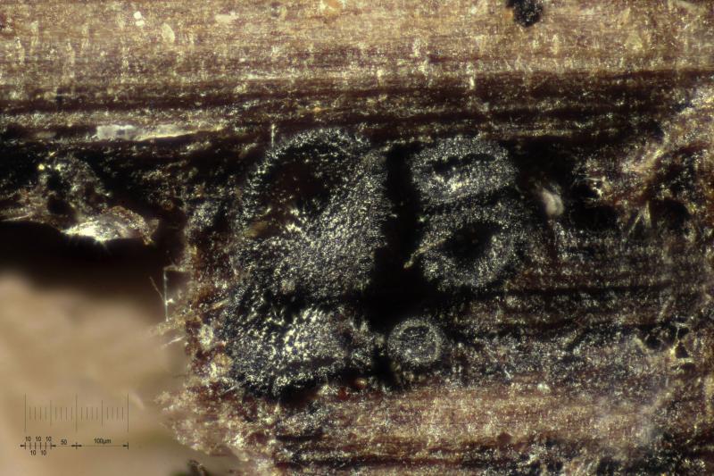 macrostoma