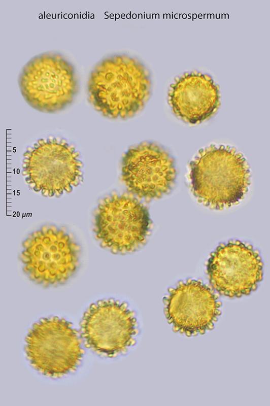 macrostoma