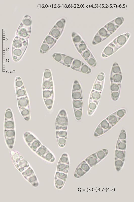macrostoma