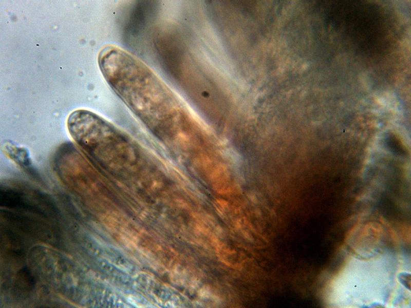 macrostoma