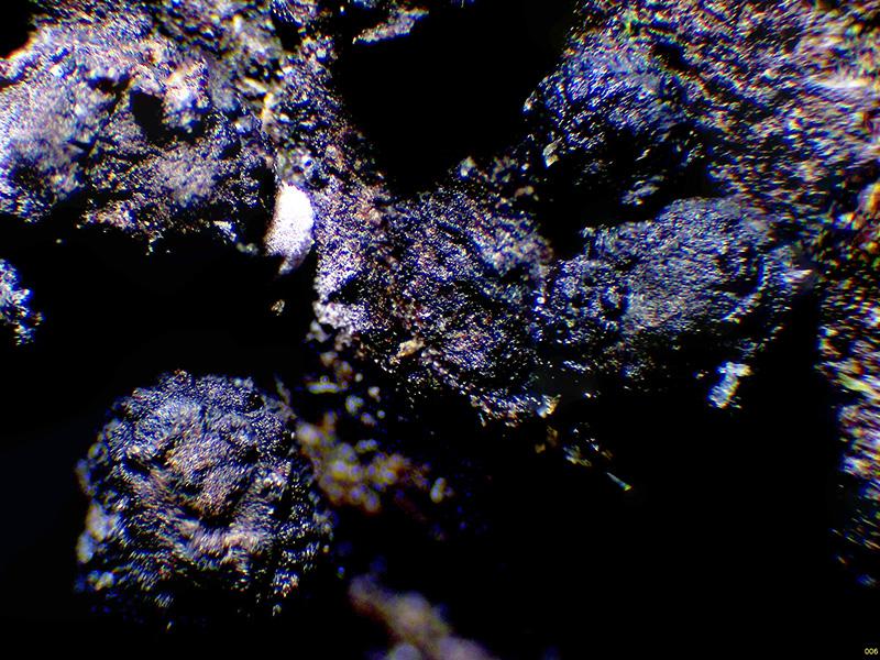 macrostoma