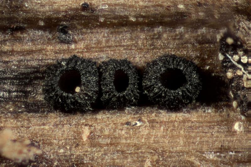 macrostoma