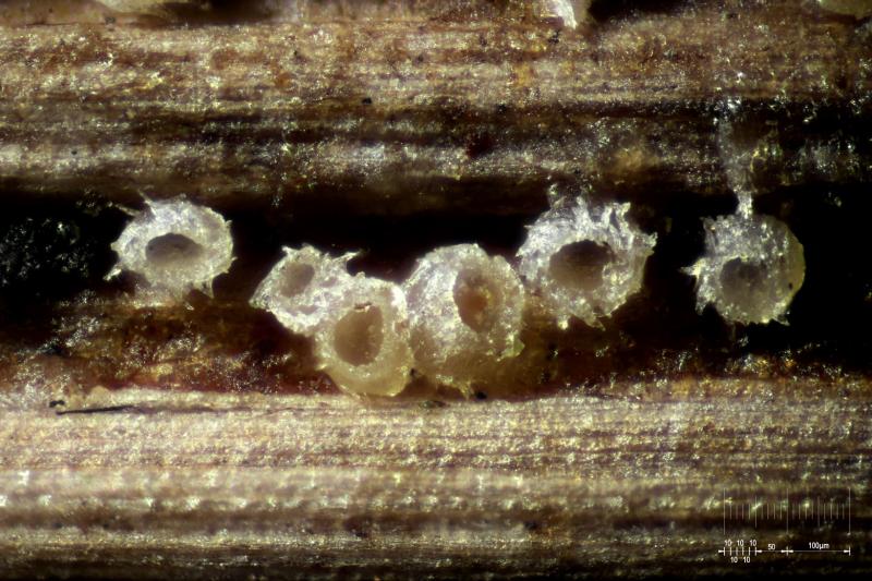 macrostoma
