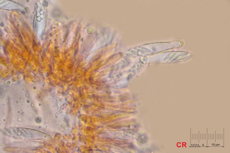 macrostoma