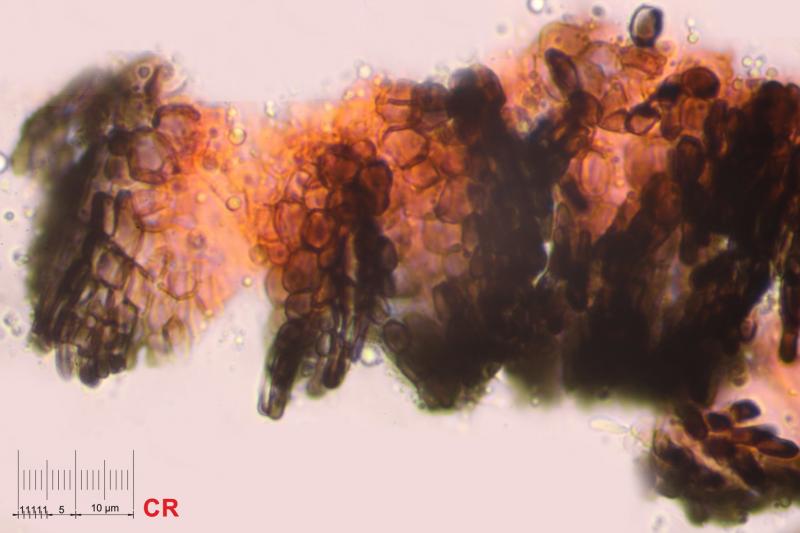 macrostoma