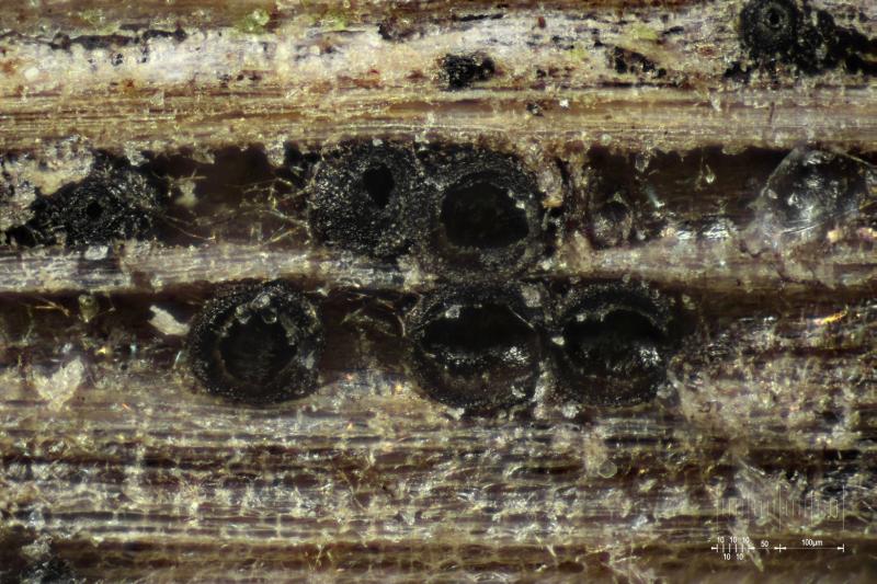macrostoma