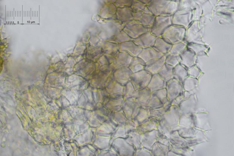 macrostoma