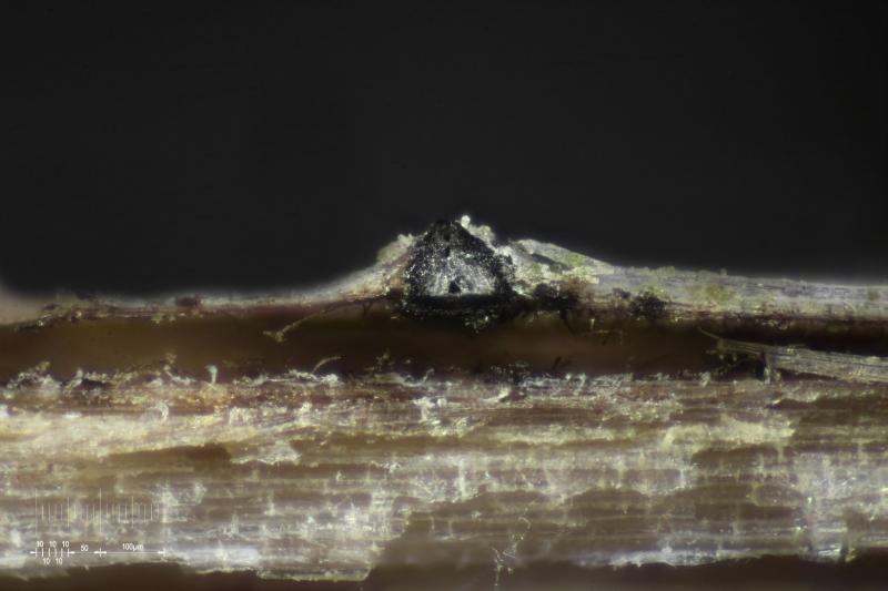 macrostoma