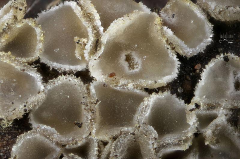 macrostoma