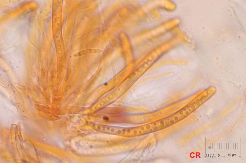 macrostoma