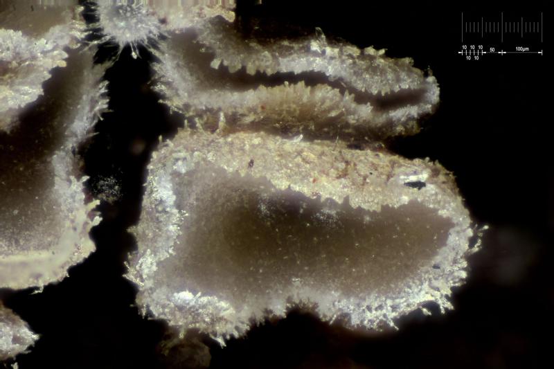 macrostoma
